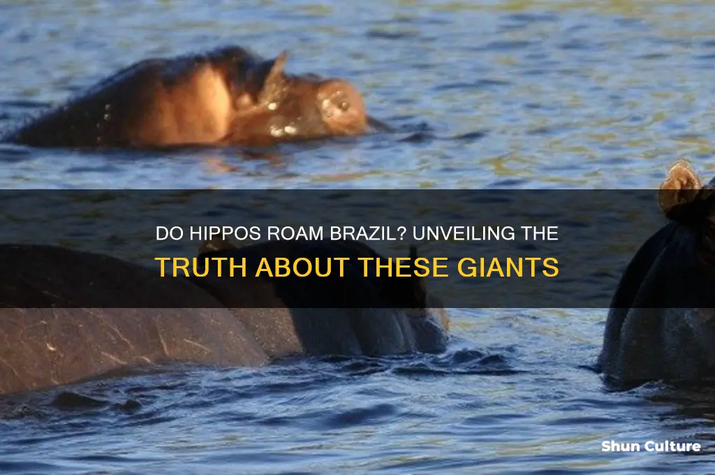 are there hippos in brazil