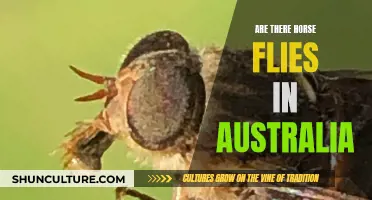 Horse Flies in Australia: What's the Buzz?