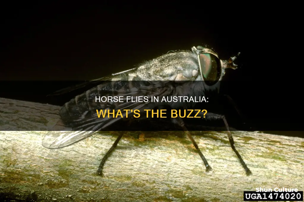 are there horse flies in australia