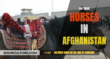 The Presence of Horses in Afghanistan: A Cultural and Historical Perspective