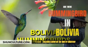 Hummingbirds in Bolivia: A Natural Wonder