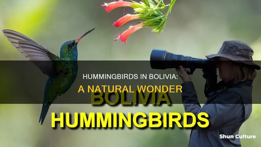 are there hummingbirds in bolivia