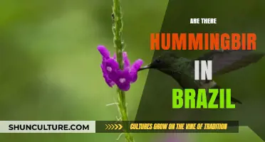 Discovering Brazil's Hummingbirds: Species, Habitats, and Fascinating Facts