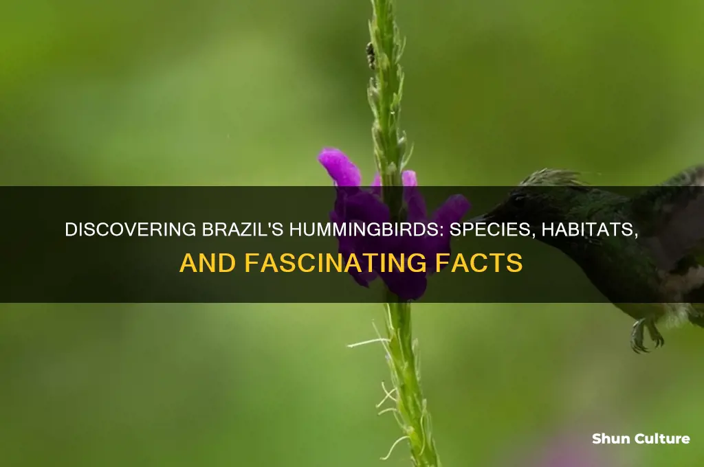 are there hummingbirds in brazil