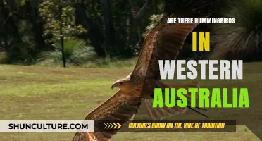 Hummingbirds in Western Australia: What You Need to Know