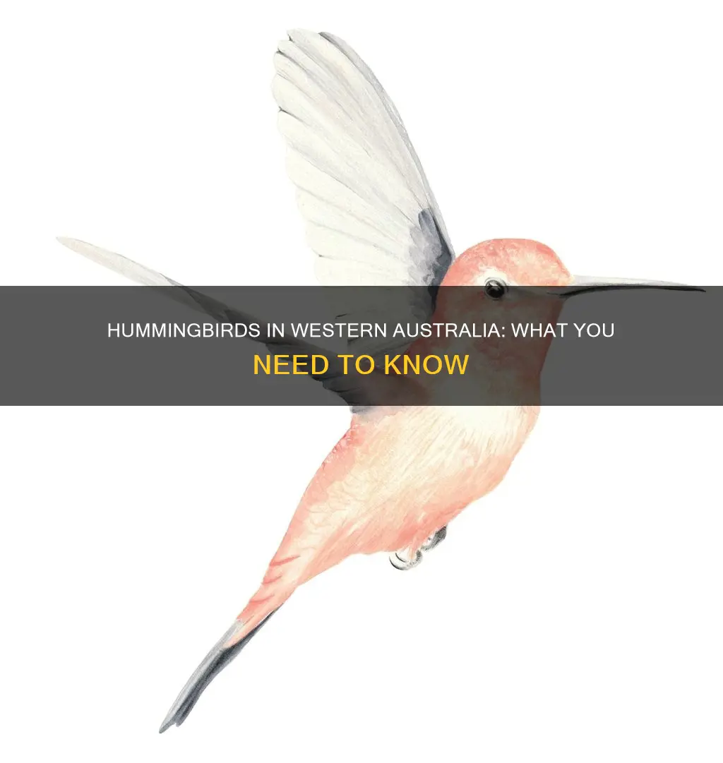 are there hummingbirds in western australia