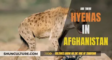 Hyenas in Afghanistan: Unlikely Survivors in a War-Torn Land