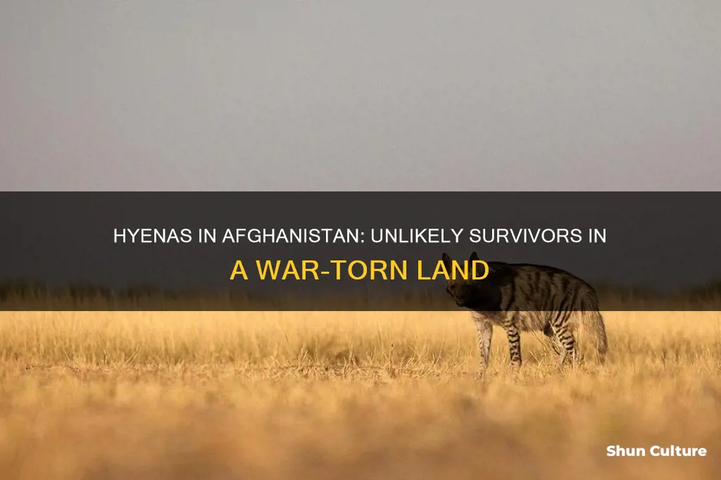 are there hyenas in afghanistan