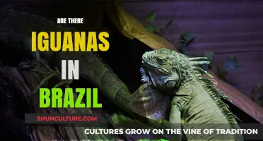Exploring Brazil's Wildlife: Do Iguanas Call This Country Home?