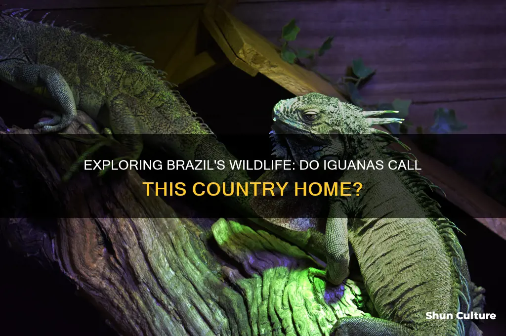 are there iguanas in brazil