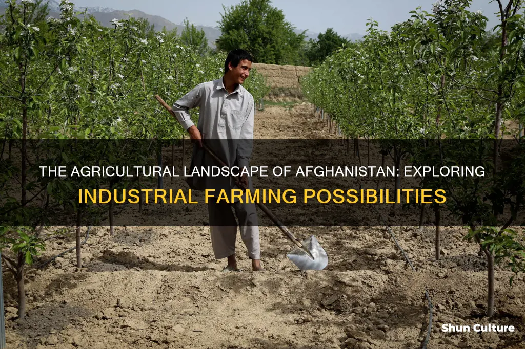 are there industrial farms in afghanistan