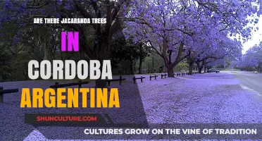Exploring Cordoba: A Guide to Jacaranda Trees in Argentina
