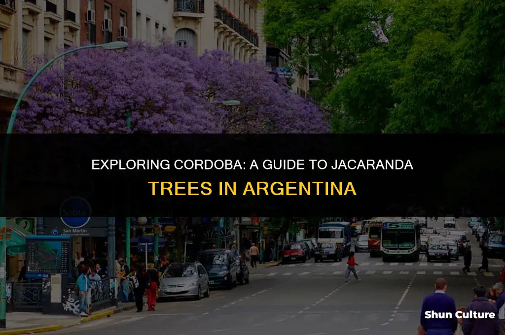 are there jacaranda trees in cordoba argentina