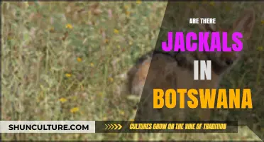 Exploring Botswana's Wildlife: Do Jackals Roam Its Landscapes?