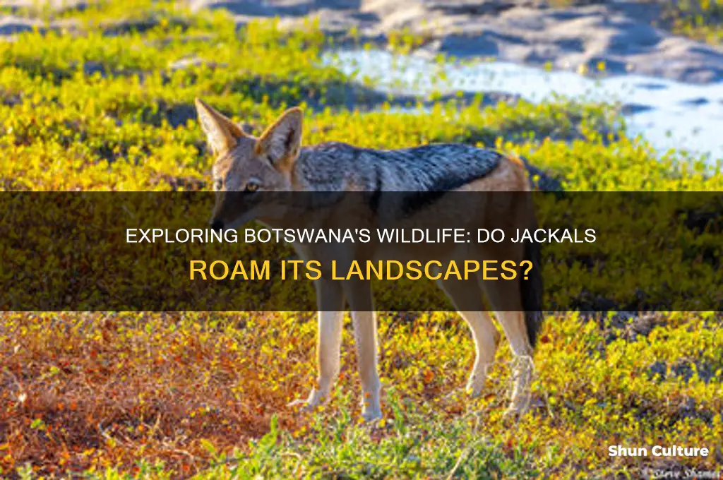 are there jackals in botswana