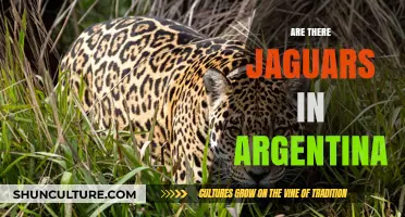 Exploring Argentina's Wilderness: Are Jaguars Roaming Free?