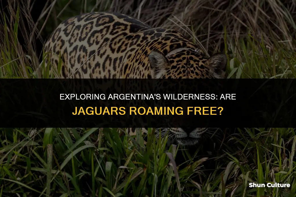 are there jaguars in argentina