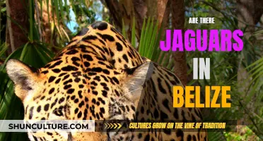 Jaguars in Belize: What You Need to Know