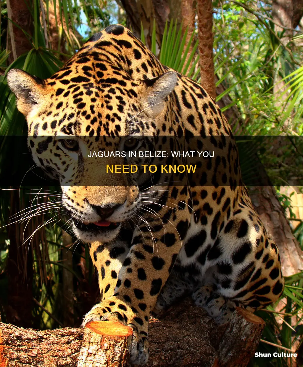 are there jaguars in belize