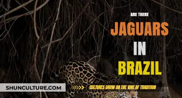 Jaguars in Brazil: Exploring Their Presence and Conservation Status