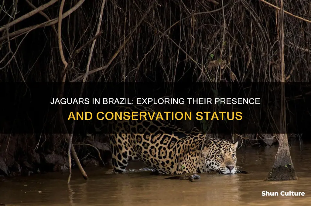 are there jaguars in brazil