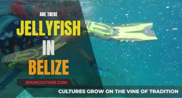 Jellyfish in Belize: What You Need to Know