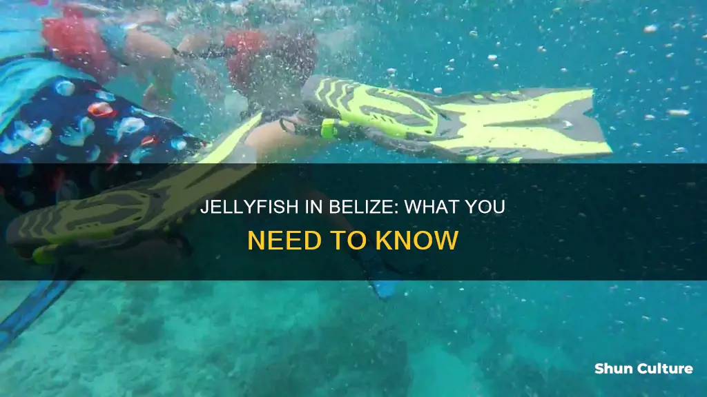 are there jellyfish in belize