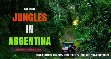 Exploring Argentina's Lush Jungles: A Hidden Gem in South America