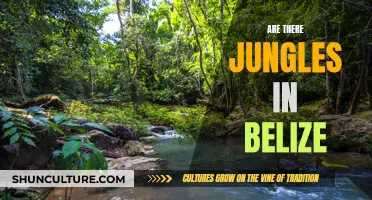 Exploring Belize's Jungles: Nature's Rich Biodiversity