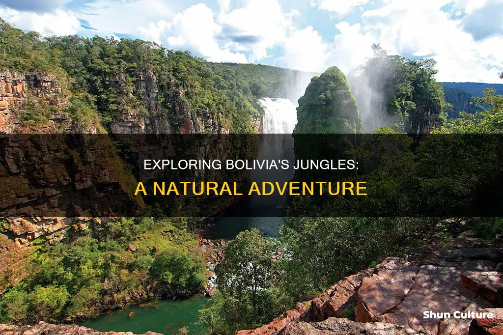 are there jungles in bolivia