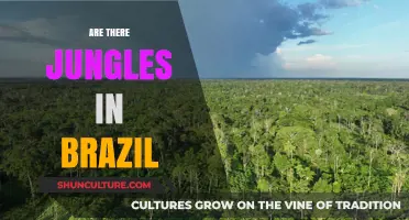 Exploring Brazil's Lush Jungles: Myths, Facts, and Biodiversity Hotspots