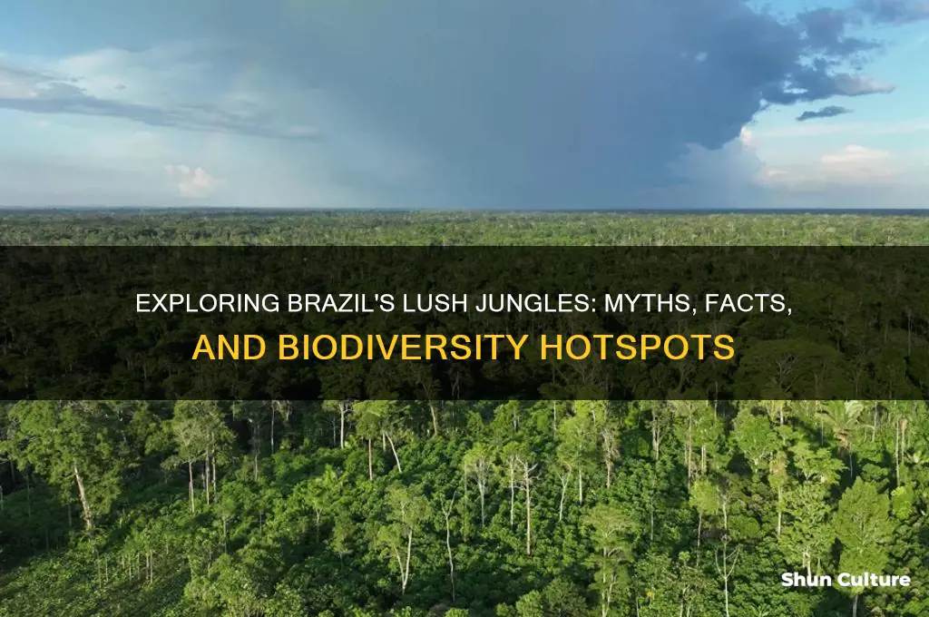 are there jungles in brazil