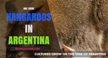 Hopping Across Continents: The Surprising Truth About Kangaroos in Argentina