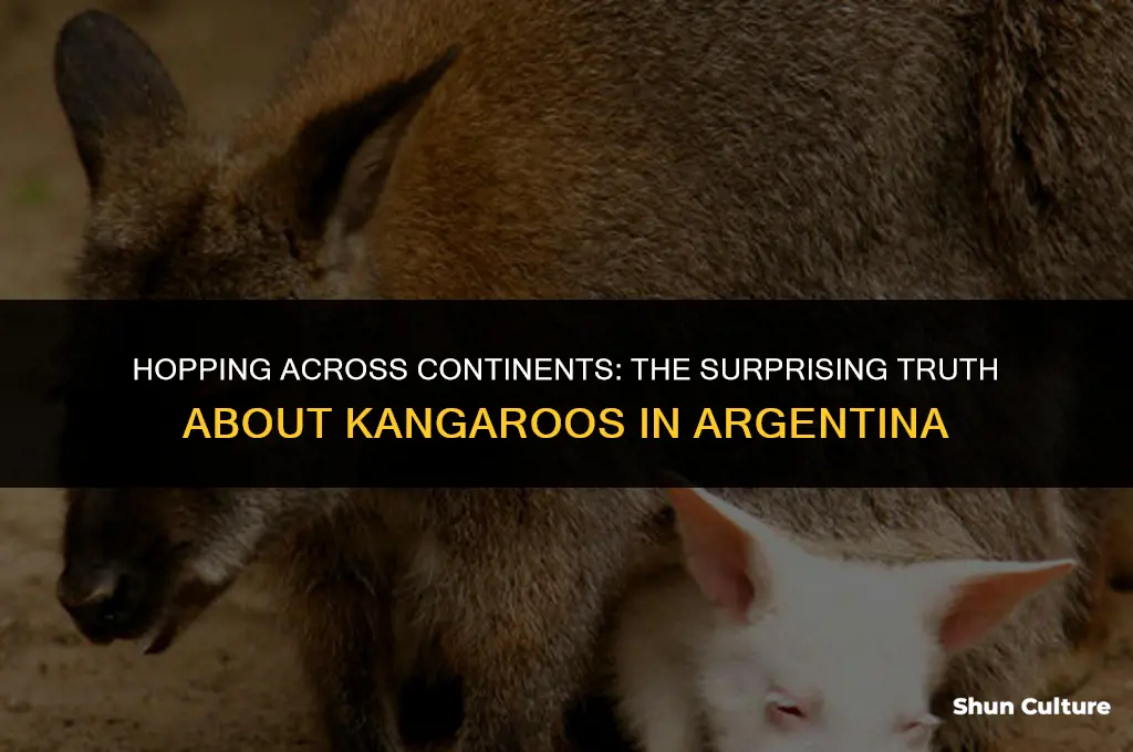 are there kangaroos in argentina
