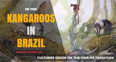 Kangaroos in Brazil: Myth or Reality? Exploring the Truth
