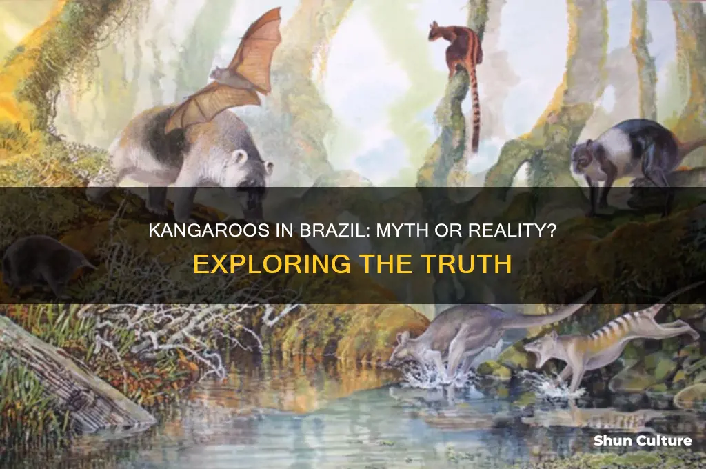 are there kangaroos in brazil