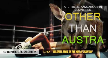 Where Else Can You Find Kangaroos Besides Australia?