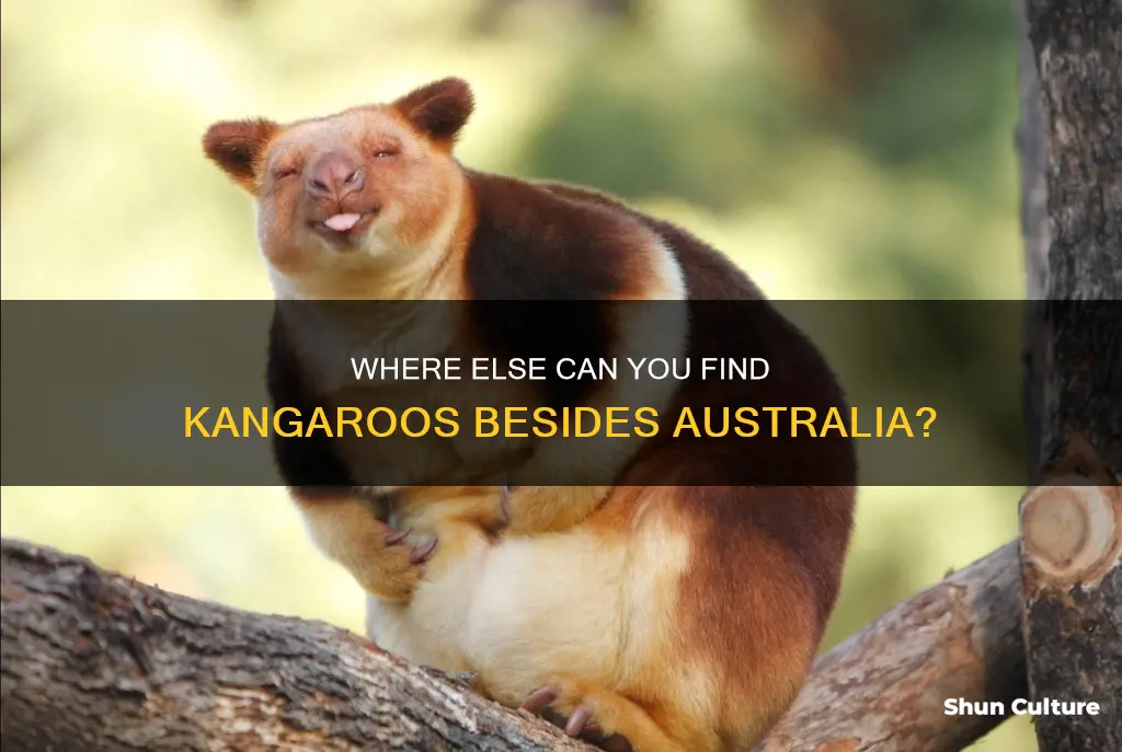 are there kangaroos in countries other than australia
