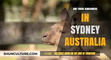 Kangaroos in Sydney: Myth or Reality? Exploring Australia's Iconic Marsupials