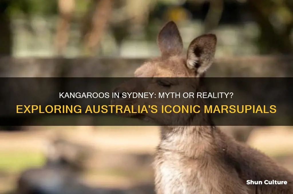 are there kangaroos in sydney australia