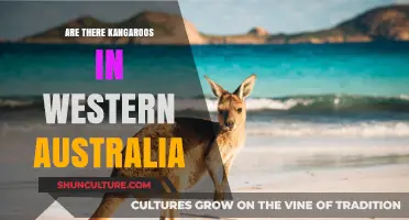 Exploring Western Australia: Kangaroos in the Wild