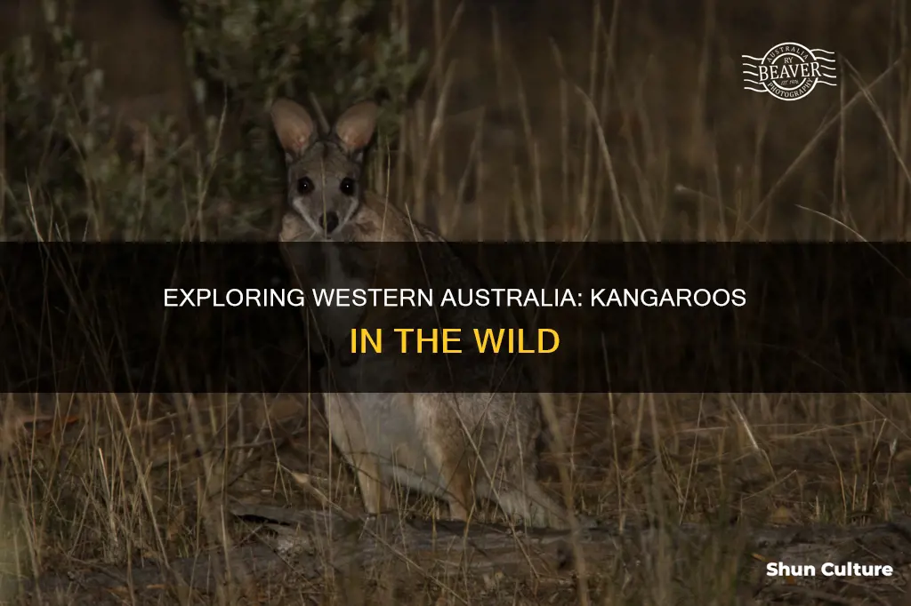 are there kangaroos in western australia