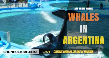 Exploring the Presence of Killer Whales in Argentina's Coastal Waters