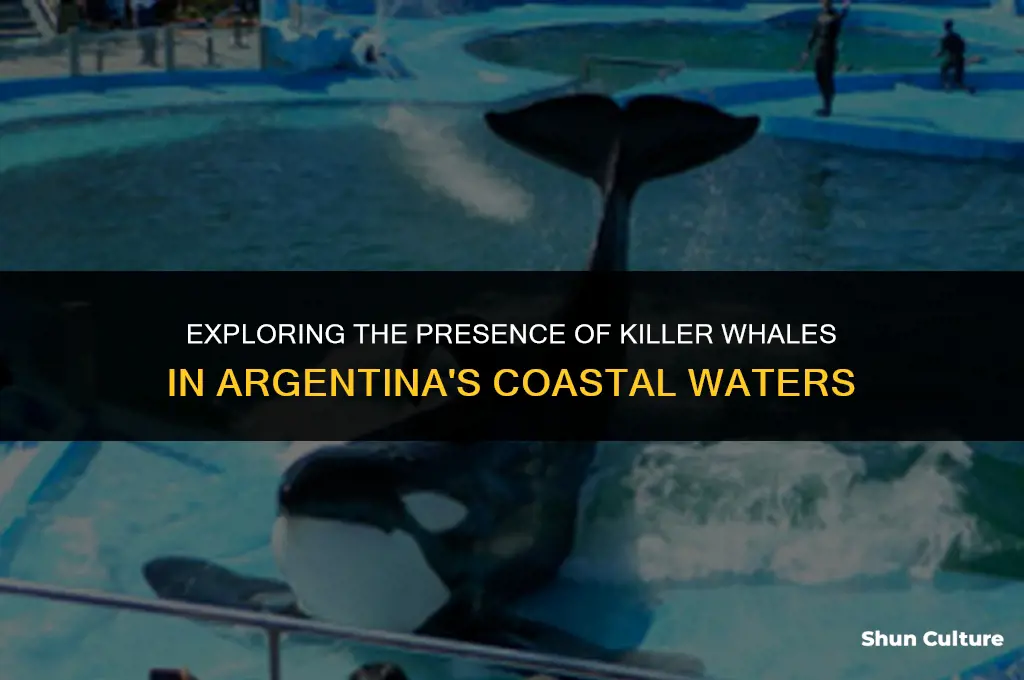 are there killer whales in argentina