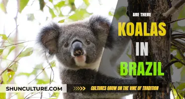 Koalas in Brazil: Unraveling the Myth of Their Presence