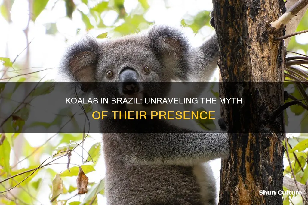are there koalas in brazil
