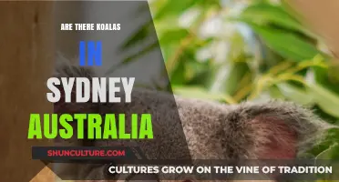 Exploring Sydney: Where to Spot Koalas in Australia's Iconic City