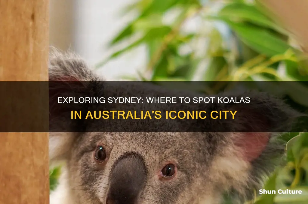 are there koalas in sydney australia