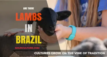 Exploring Brazil's Livestock: Are There Lambs in the Country?
