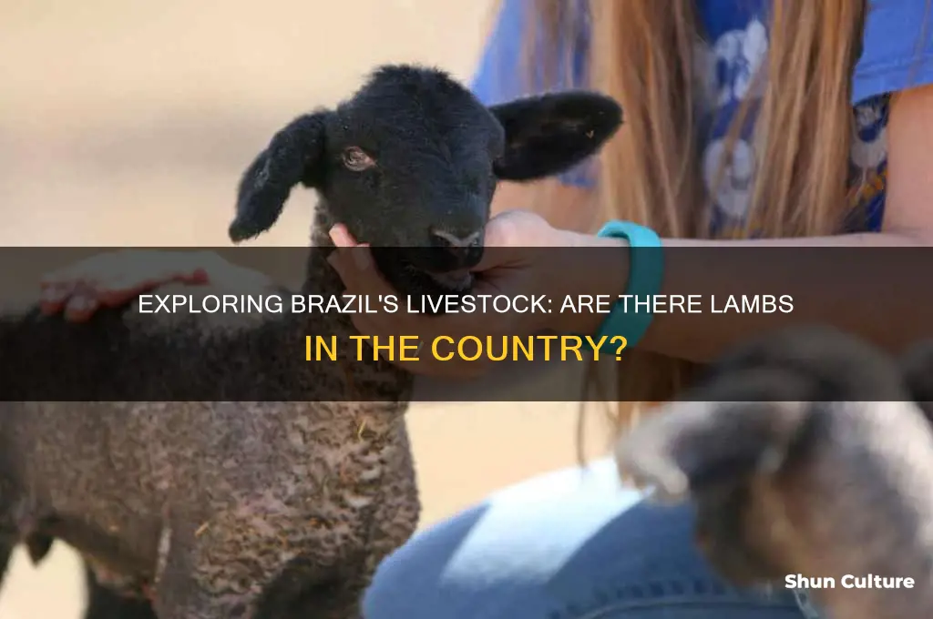 are there lambs in brazil